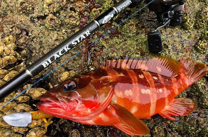 ライトゲーム特化ロッド『ゼスタのブラックスター』人気モデルを公開