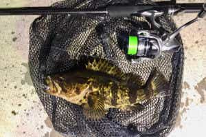 ハードロッカーエクスチューンが凄い！ シマノのロックフィッシュ