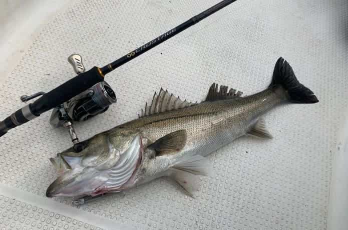 クロステージ・ボートシーバスを実釣インプレ！汎用性高くてハイコスパ