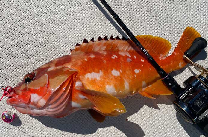 紅牙 EXを実釣インプレ！使ってわかったフラッグシップモデルの魅力と