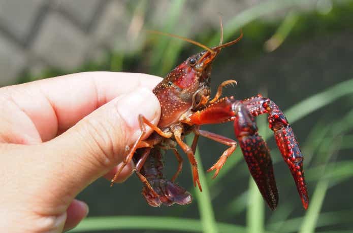 5分でわかるザリガニ釣り！子供と楽しむコツを解説 | TSURI HACK[釣り