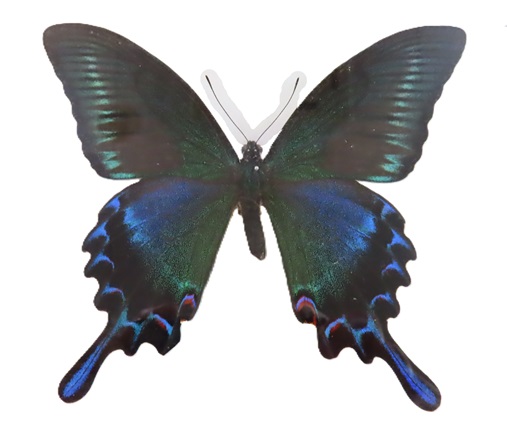 日本のアゲハ②ミヤマカラスアゲハ | 大田原市ふれあいの丘自然観察館