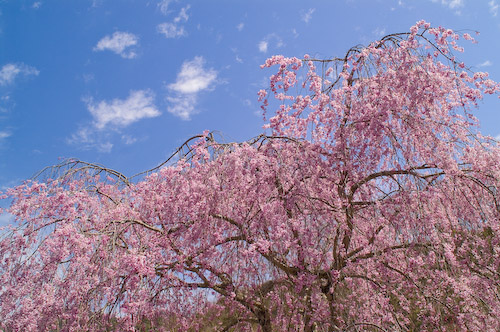 満開!七郎桜☆しだれ桜の里 | 十津川村観光協会お知らせ
