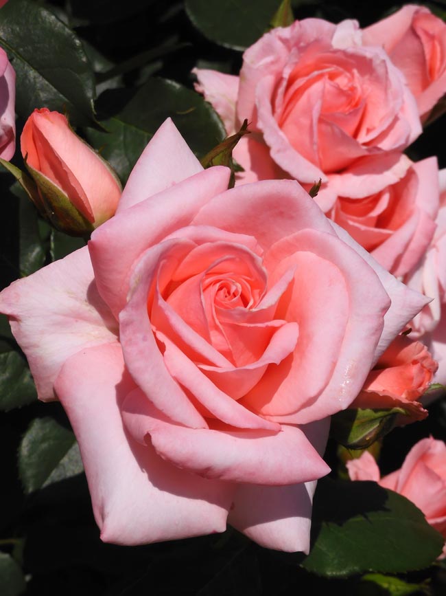 新宿御苑 バラ花壇 2024 春薔薇 5月GW 見頃の花 | K U R A D A S H I