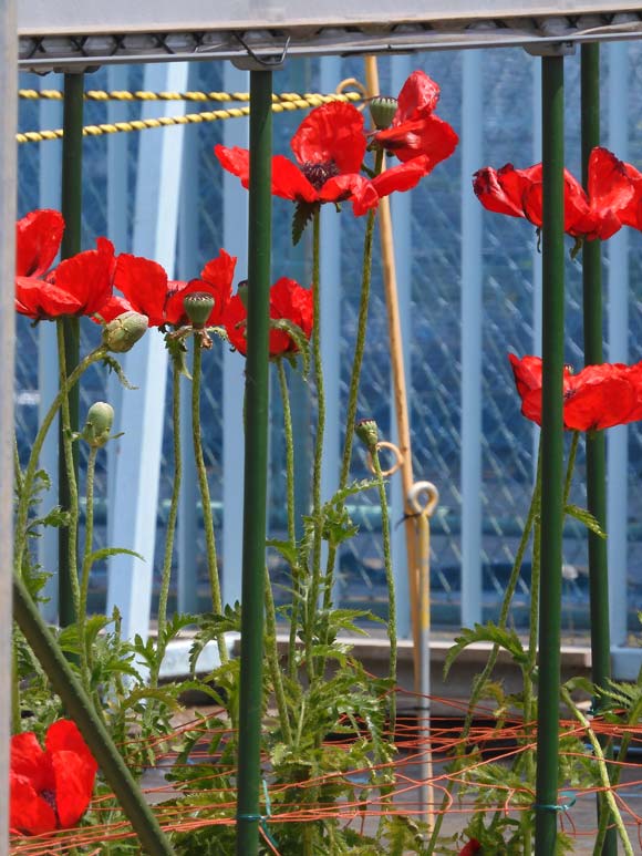 東京都薬用植物園 ケシの花 2025 違法なケシとアツミゲシ、合法な