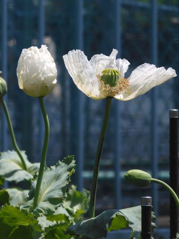東京都薬用植物園 ケシの花 2025 違法なケシとアツミゲシ、合法な