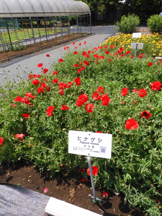 東京都薬用植物園 ケシの花 2025 違法なケシとアツミゲシ、合法な