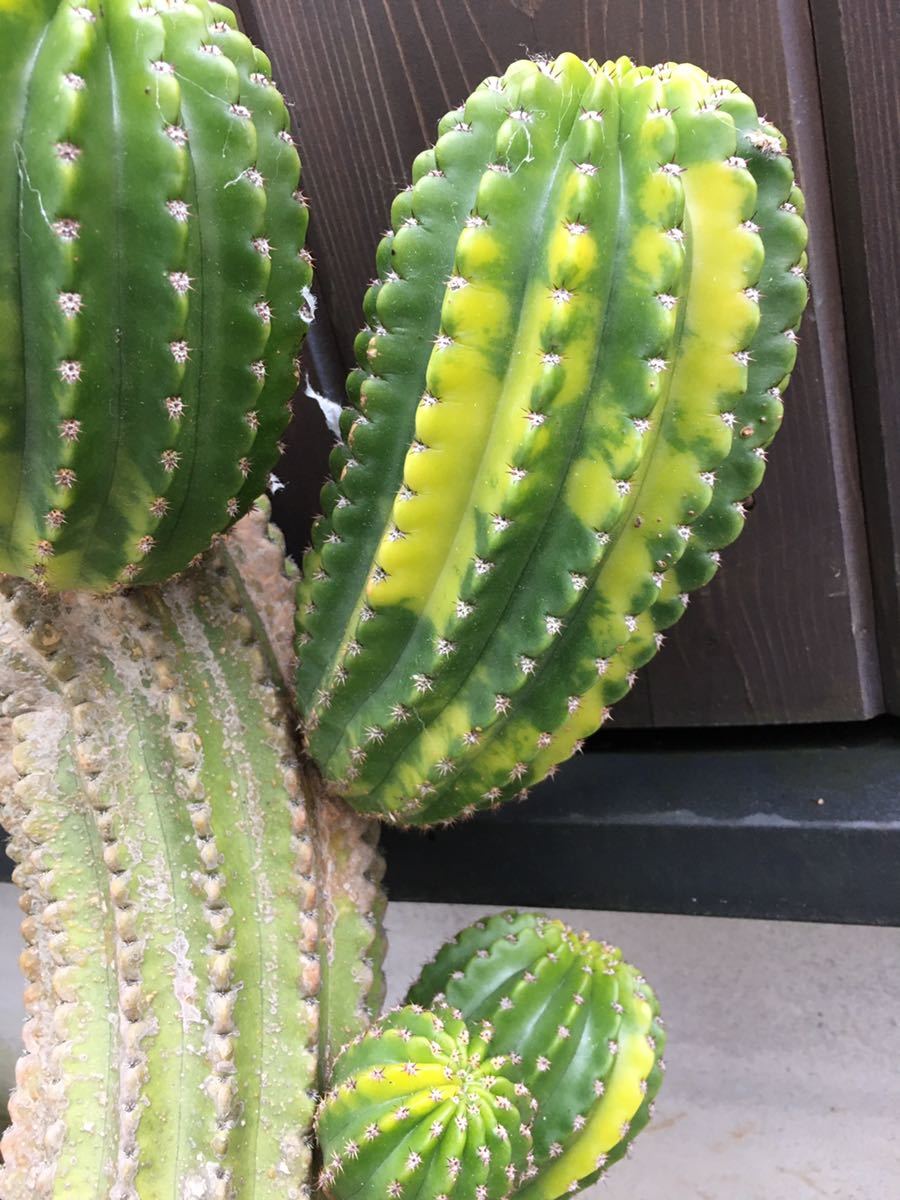 鬼面角錦 柱サボテン 斑入り Yahoo!オークション - 鬼面角錦 鬼面角 錦