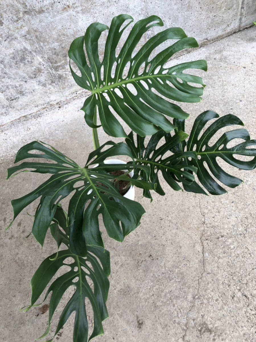 モンステラデリシオーサマクロコズム大型葉希少系統鉢植え高さ79㎝超大