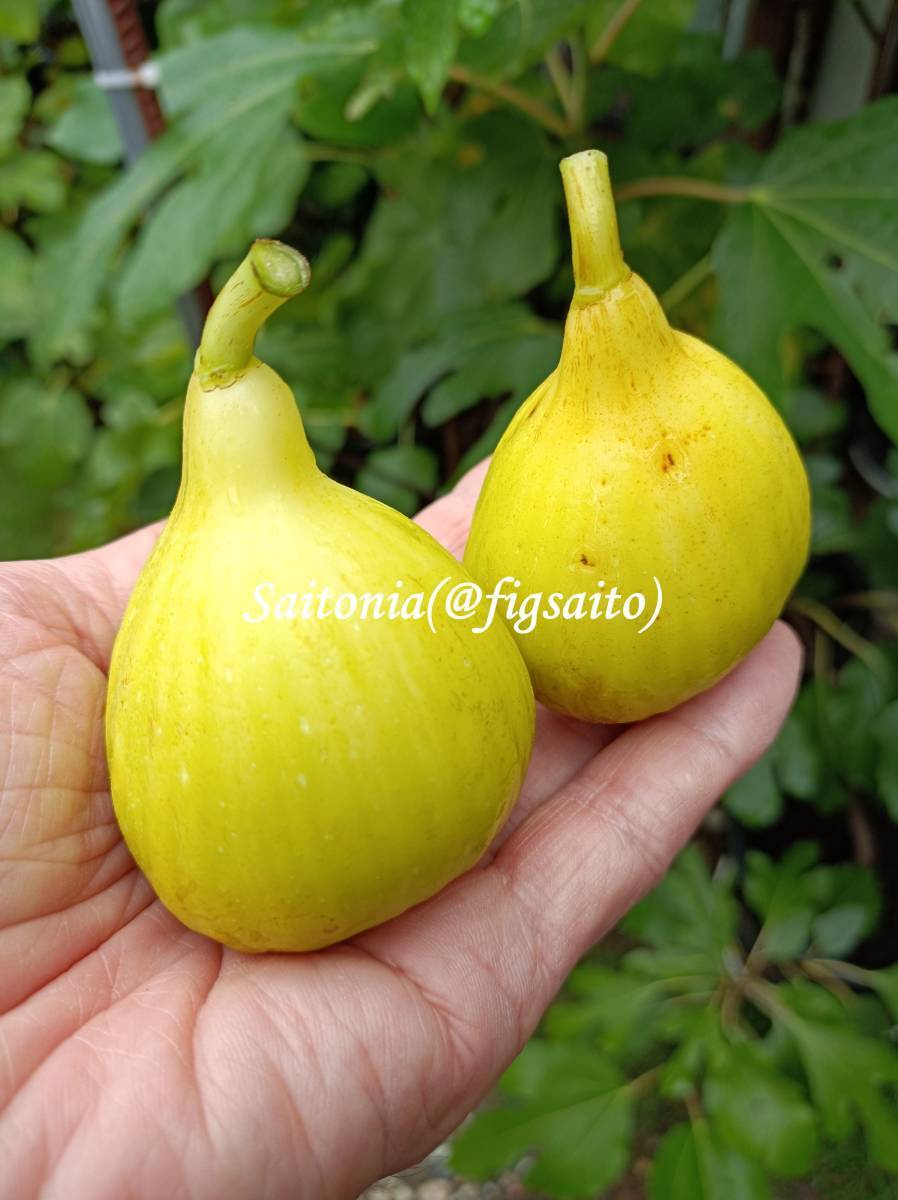 Mei Li Ya イチジク苗木 4年生 Mei Li Ya イチジク苗木 4年生 イチジク