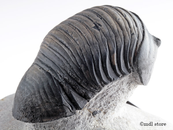 新品】○○○化石 三葉虫○○○稀少種! Parahomalonotus○2の落札情報