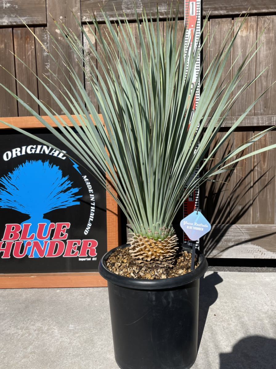 ユッカ ロストラータ ブルーベルベット 大株 幹立ち ユッカ