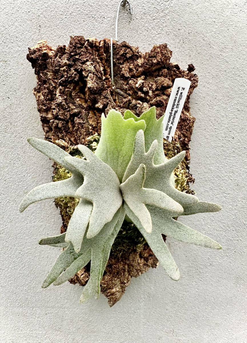 ビカクシダP.willinckii OMG spore P. willinckii 'OMG'spore オー