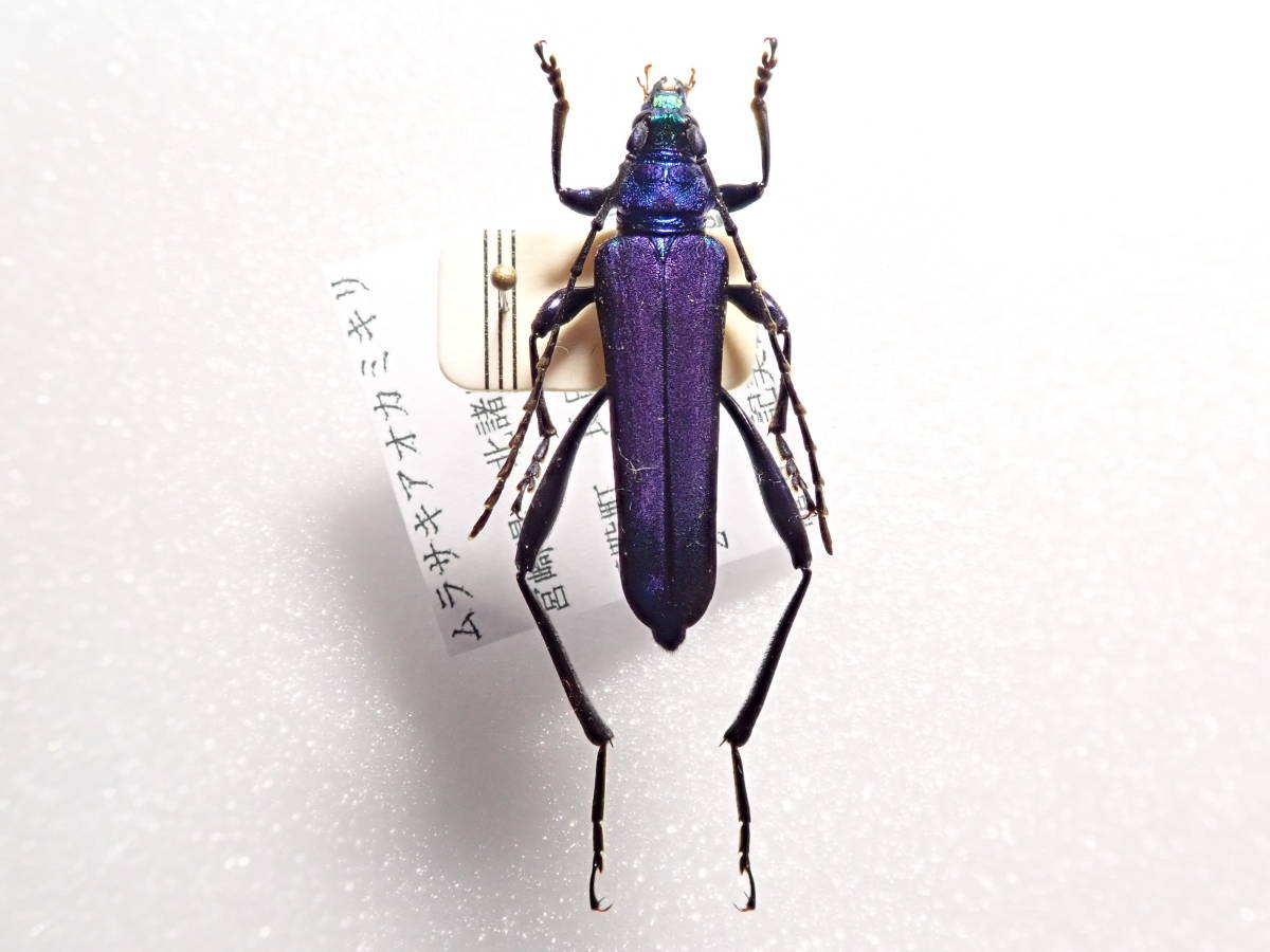 毒刺甲虫】サソリカミキリ 昆虫標本 Onychocerus ウスバカミキリ 毒刺