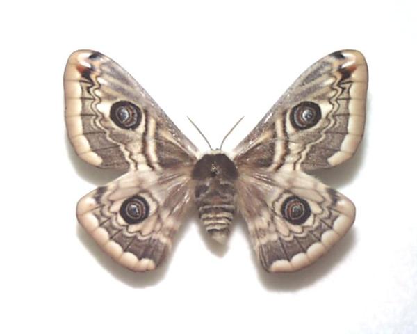 カナダ産 セクロピアサン A品！ 巨大 蝶標本 蛾標本 ヤママユ 美麗