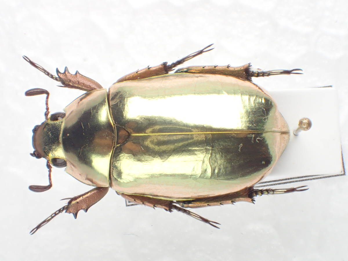 クルサルギレアプラチナコガネ！BIG size！標本085 クルサルギレア