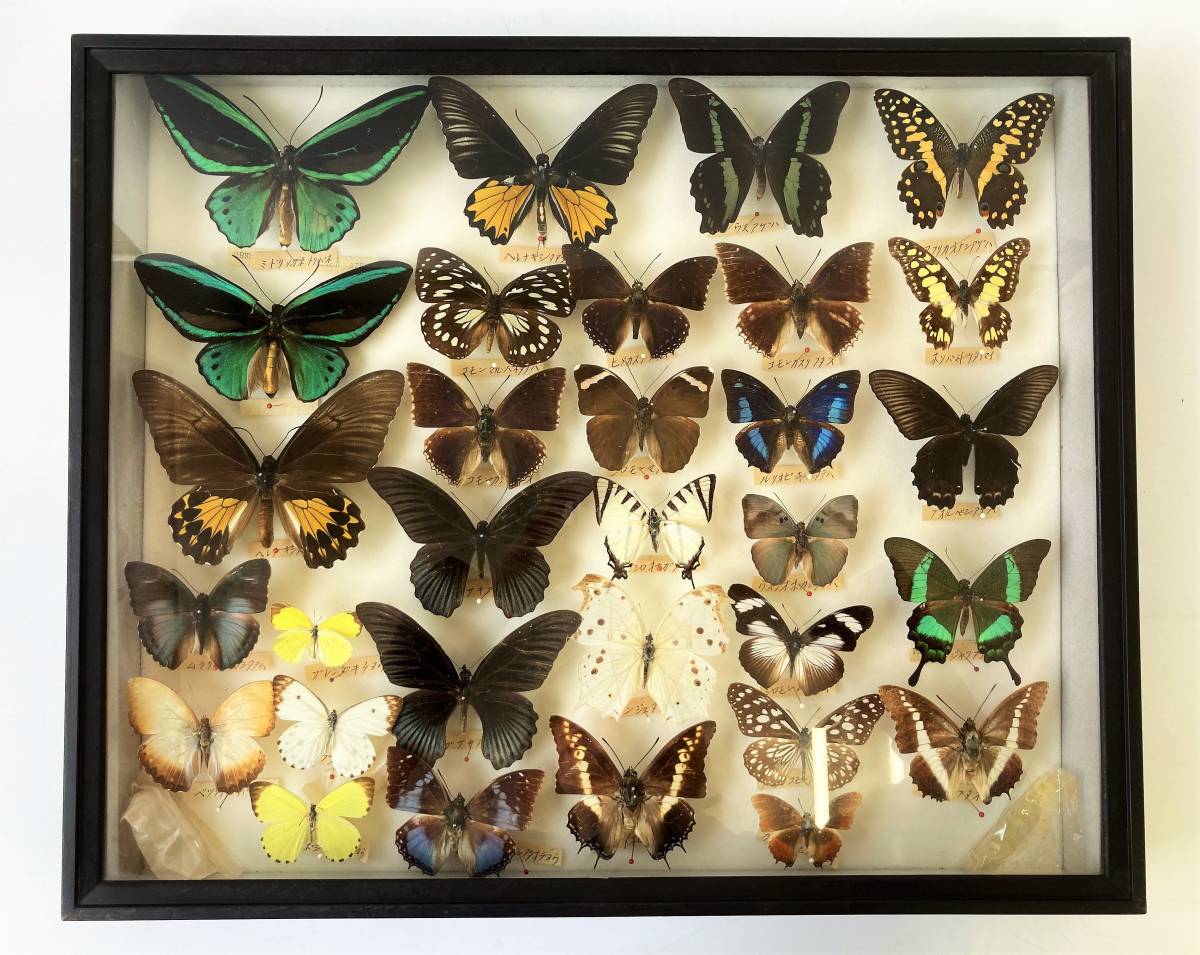 蝶 標本 アカメガネトリバネアゲハ ペア 蝶標本 メガネトリバネアゲハ