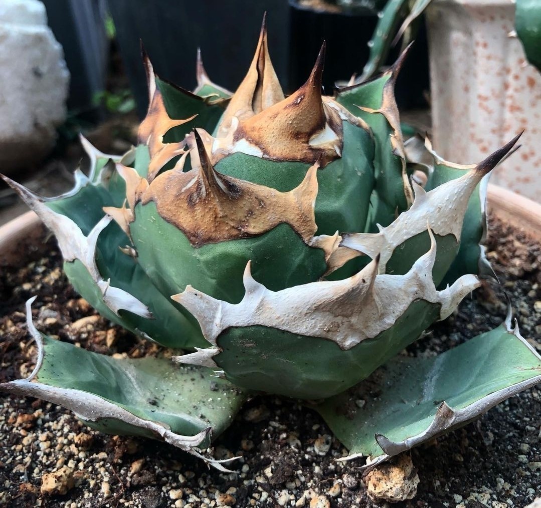 アガベ チタノタ クラウンイーグル 冠鷲 子株 カキコL アガベチタノタ