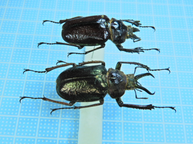 ペルー産ギガンテウスシワバネクワガタ83mm ペア