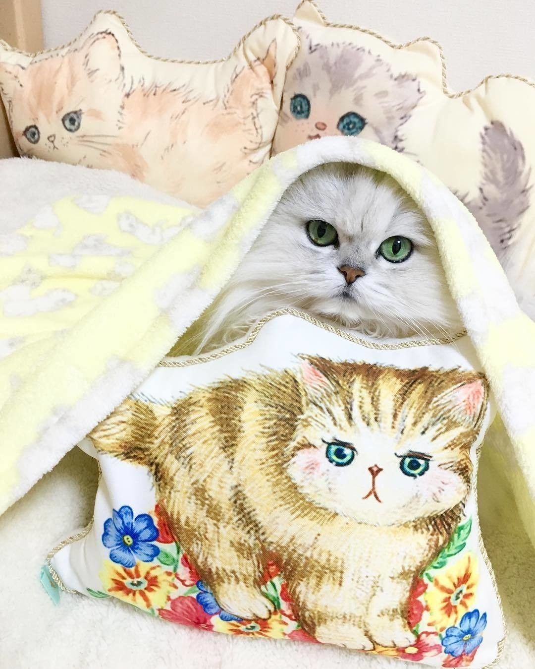 キュートな白猫・マリーちゃんがモデル♡ フランシュリッペの猫グッズ