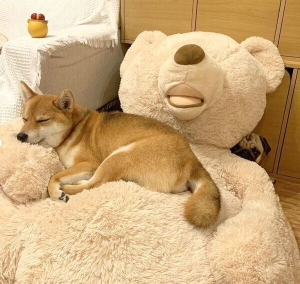 お分かりいただけただろうか…？ 柴犬の後ろに写り込んだ正体に「可愛い