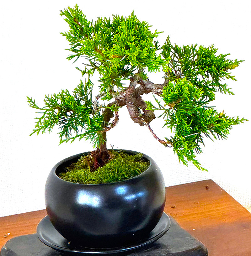 盆栽 真柏 糸魚川真柏 育て方ガイド付 送料無料 無料ラッピング 趣味