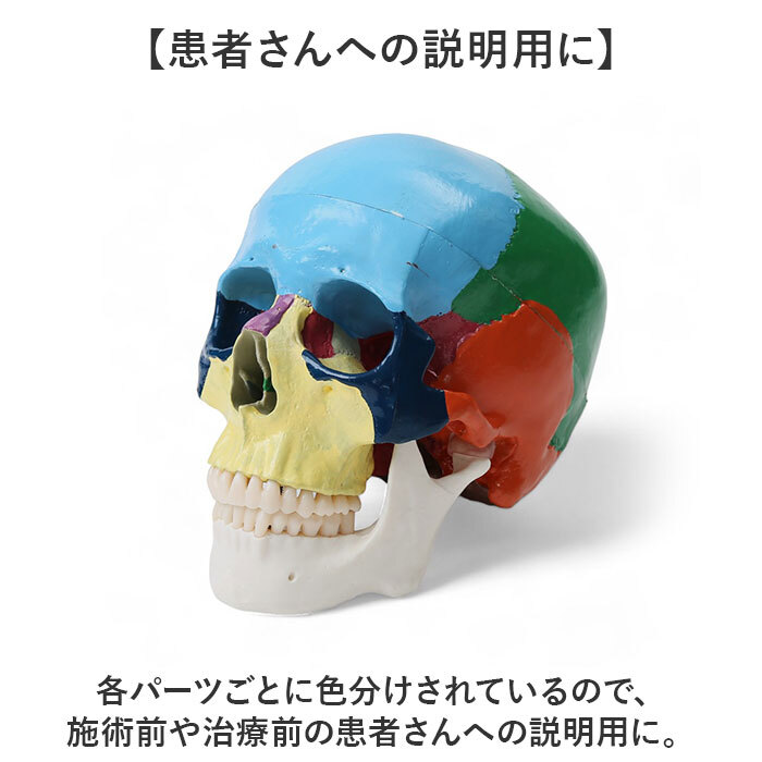 頭蓋骨 模型 通販 ガイコツ 骸骨 骨 標本 顎 関節 分解 配色 カラー 頭