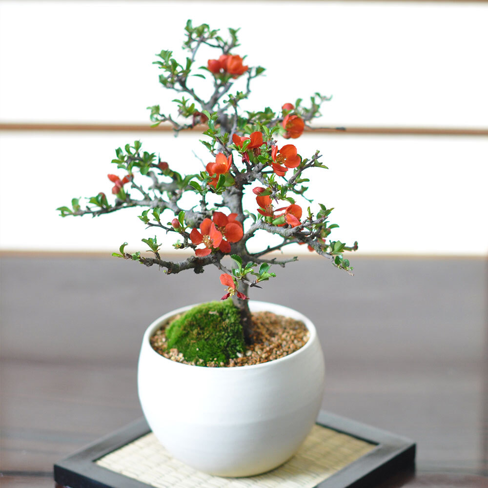 送料無料 盆栽 特選 長寿梅 大白玉大鉢 観葉植物 鉢植え 和 贈り物