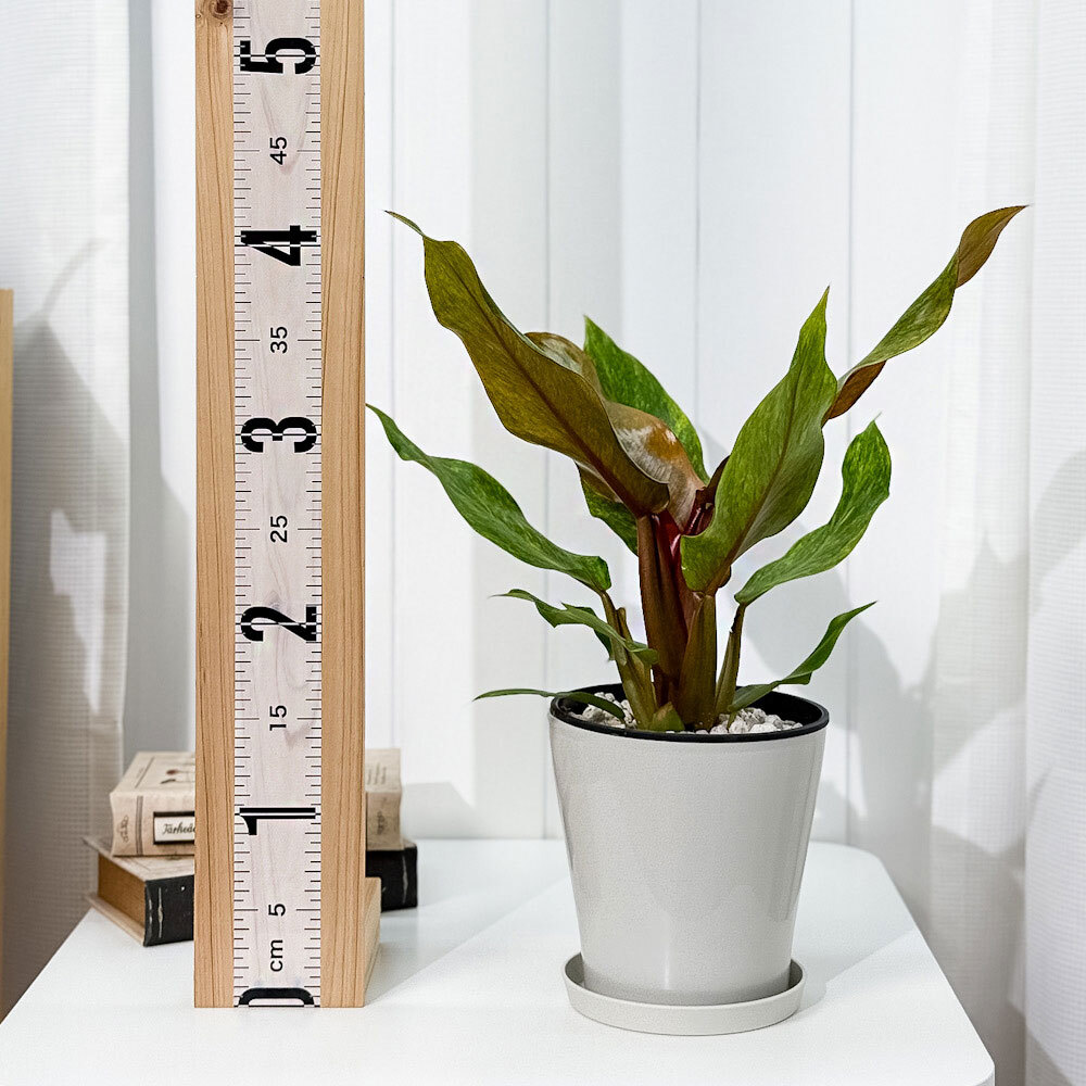 PLANCHU 観葉植物 フィロデンドロン オレンジマーマレード 5号鉢