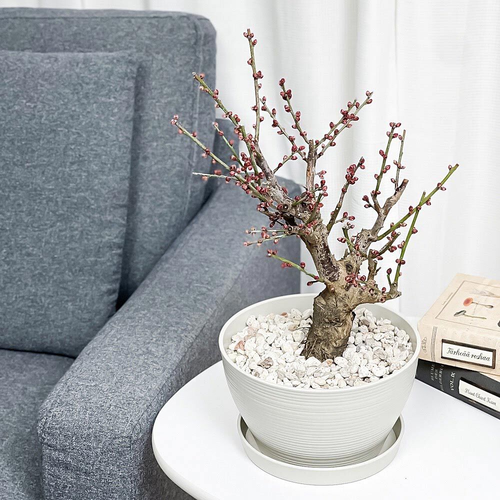 梅 盆栽 6号鉢相当 極太❗ ま 梅 盆栽 6号鉢相当 極太❗ ゆ