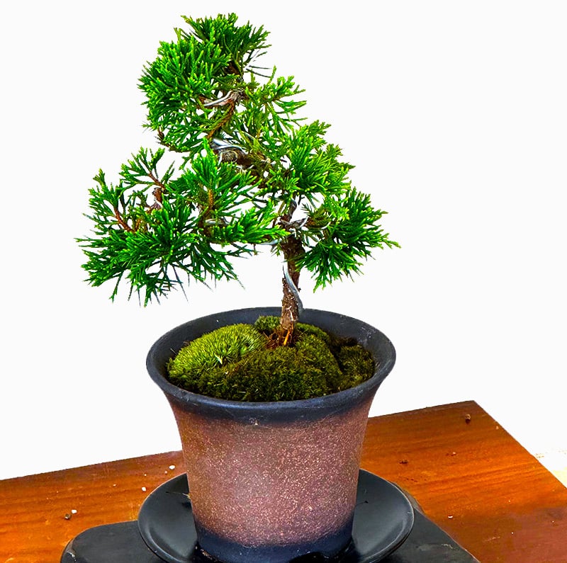 真柏 ミニ盆栽 糸魚川真柏 育て方ガイド付 送料無料 無料ラッピング