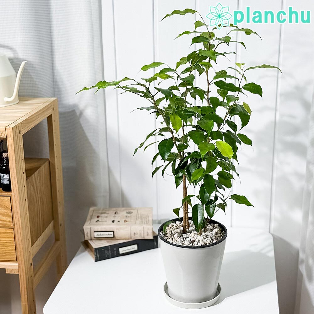 PLANCHU 観葉植物 フィカス ベンジャミン エスタ 5号鉢 受け皿付き