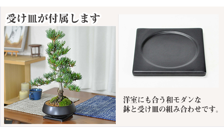 松盆栽 松 樹齢10年 特選五葉松 人気 おすすめ ランキング 職人 四国