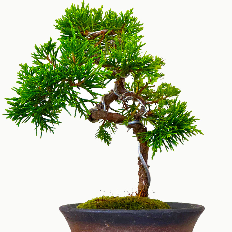 真柏 ミニ盆栽 糸魚川真柏 育て方ガイド付 送料無料 無料ラッピング