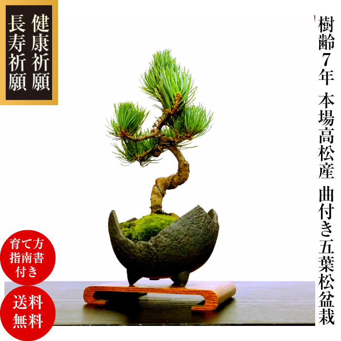 盆栽 松 育て方ガイド付 送料無料 趣味 人気ギフト ミニ 樹齢7年