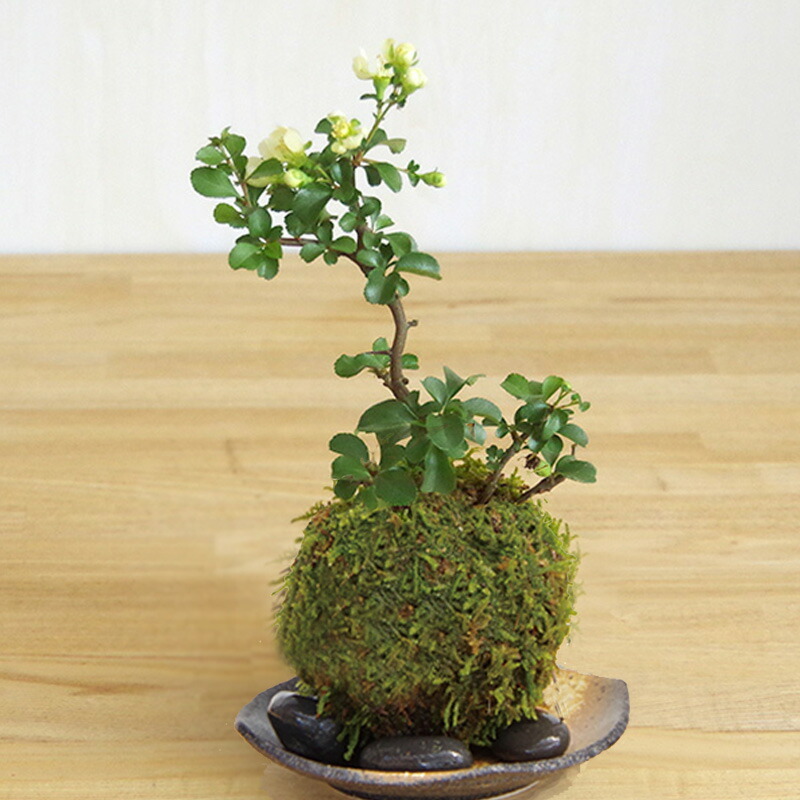 苔玉 白長寿梅 シロチョウジュバイ ・黒備前器・敷石セット花咲くこけ