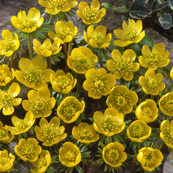 園芸ネット本店｜セツブンソウ：黄花せつぶん草 5球入り の通販【公式】