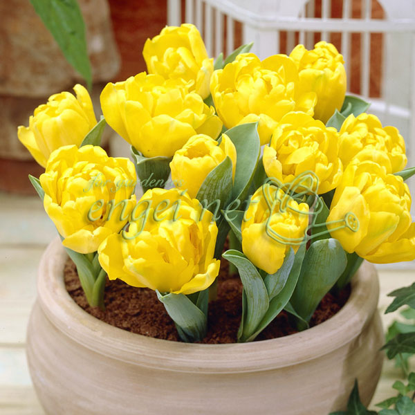 園芸ネット本店｜チューリップ（コンパクト）：イエローベイビー5球