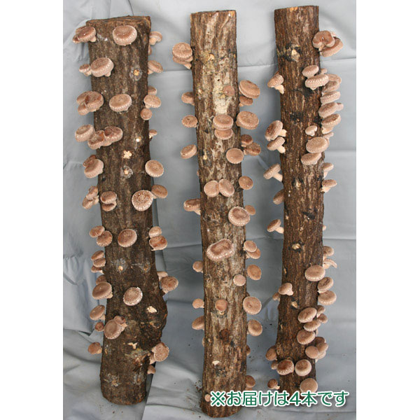 園芸ネット本店｜[送料無料]ホダキング（しいたけホダ木オガ菌完熟90cm