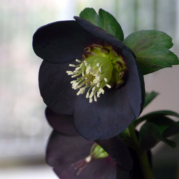 園芸ネット本店｜クリスマスローズ：*ブラックパール4.5号ポット の