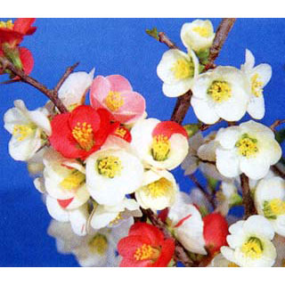 園芸ネット本店｜ボケ（木瓜）：日月星（ジツゲツセイ）3～4号ポット