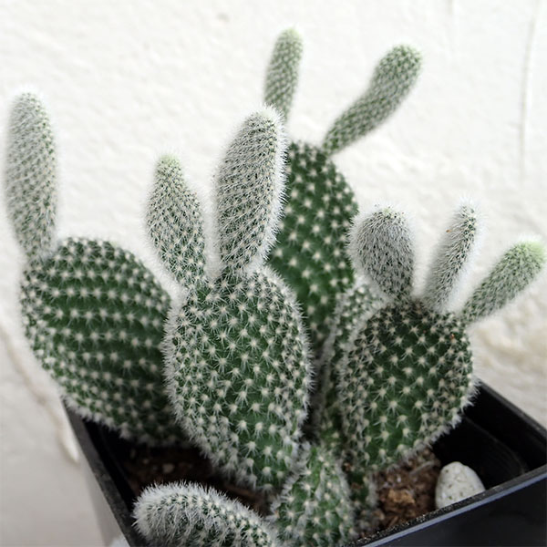 園芸ネット本店｜サボテン：バニーカクタス3号角鉢入り の通販【公式】