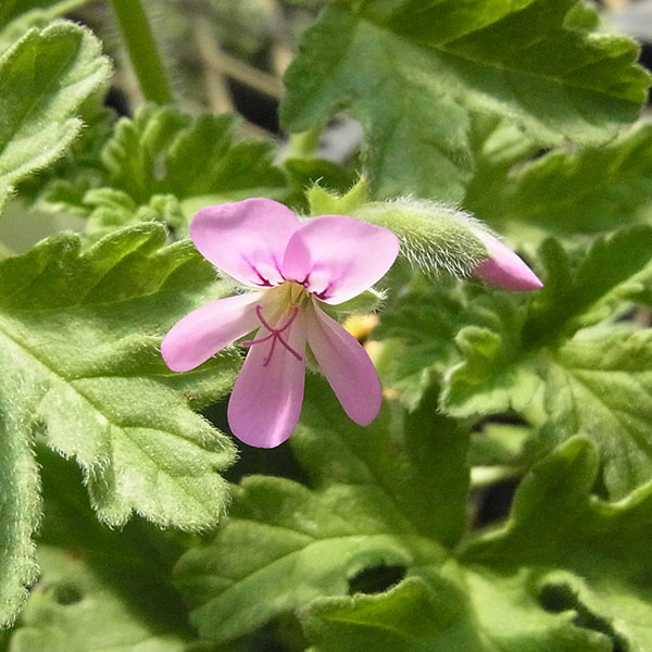 園芸ネット本店｜ニオイゼラニウム：ピーコック3号ポット の通販【公式】