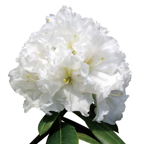 園芸ネット本店｜西洋シャクナゲ：浮雲3.5号ポット の通販【公式】