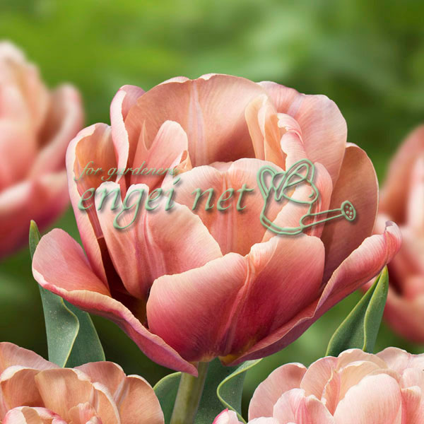 園芸ネット本店｜チューリップ（八重咲き）：ラ・ベル・エポック3球