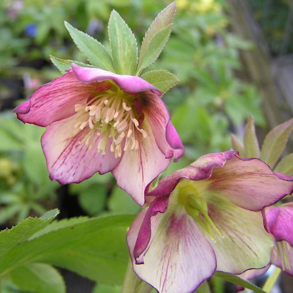 園芸ネット本店｜クリスマスローズ：*プチドール彩（あや）3号ポット