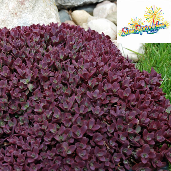 園芸ネット本店｜セダム：ファイヤークラッカー2.5-3号ポット の通販