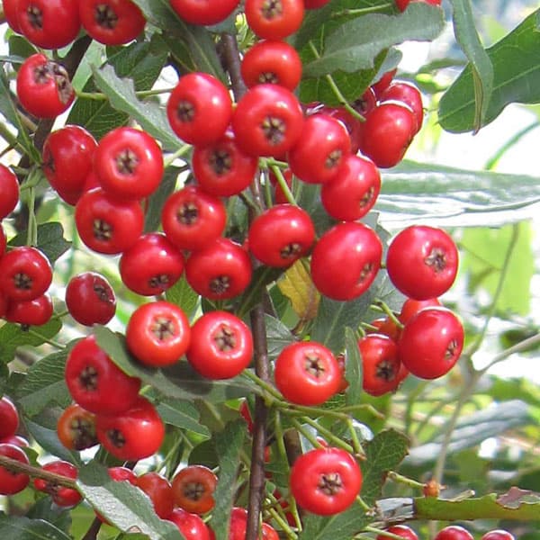 園芸ネット本店｜とげなしピラカンサ：夕焼け（赤実）3.5号ポット の