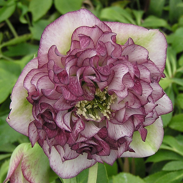 園芸ネット本店｜クリスマスローズ：*グレイス プリマドレス3号ポット