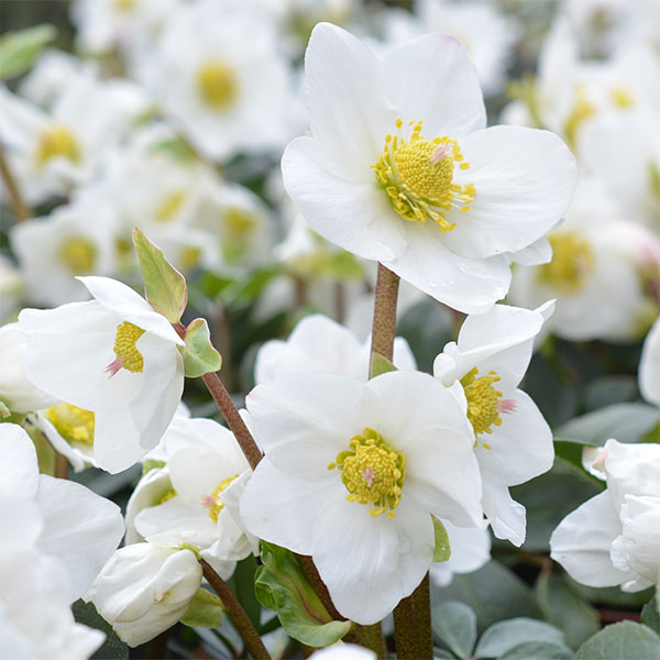 園芸ネット本店｜クリスマスローズ（原種系）：*ニゲルHGCジュベリオ